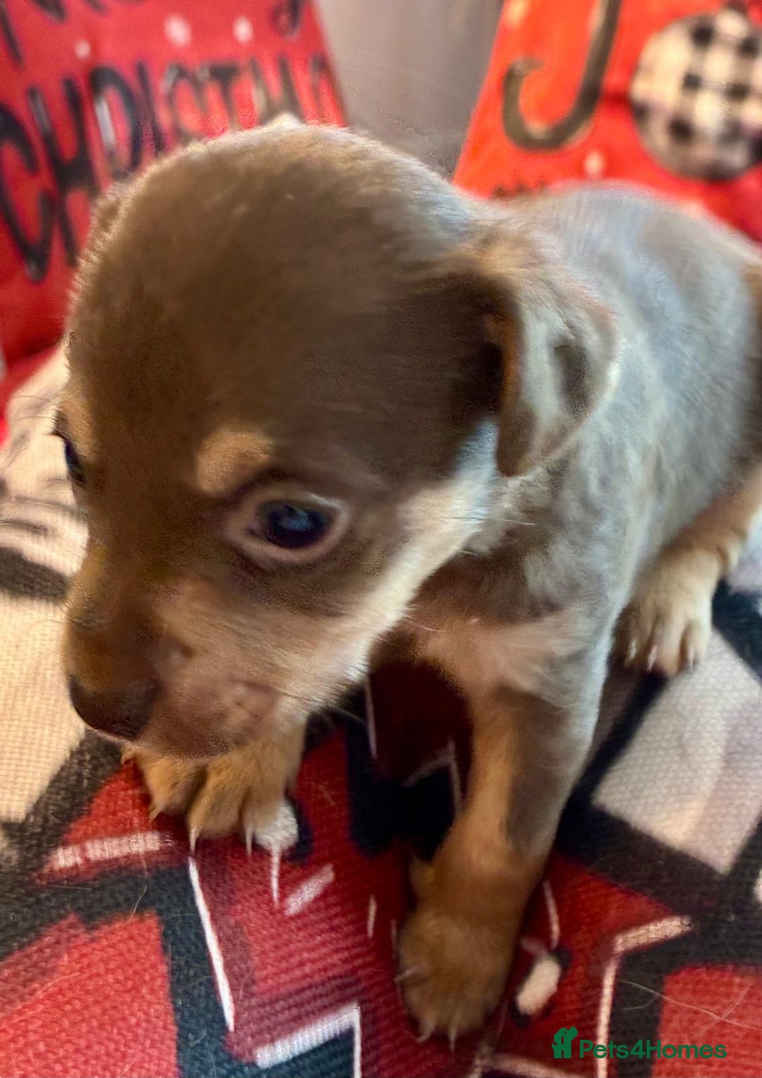 Jack Russell dogs for sale: Miniature Jack Russel Pups for sale - Advert 22