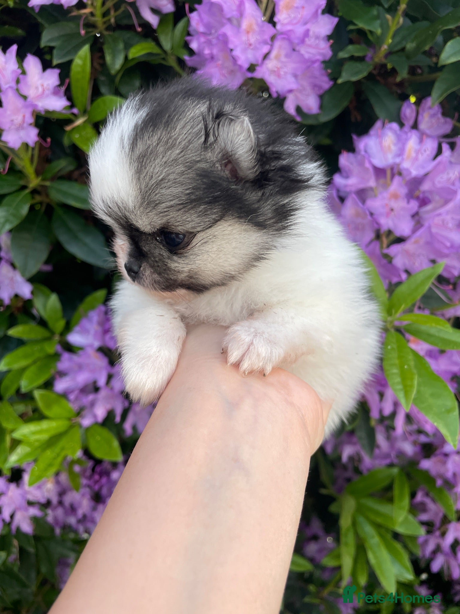 Pomeranian dogs Teddy bear faced tiny kc Pomeranian girls  - Advert 1