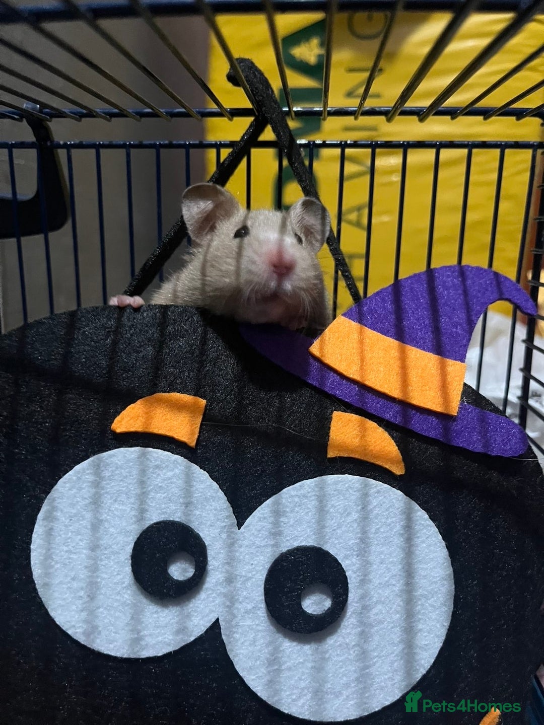 Hamster rodents for sale: 2 hamsters  - Advert 1