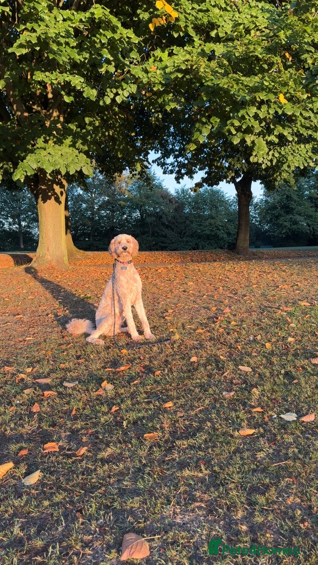 Double Doodle dogs for stud: Stud (sheepadoodle/double doodle) in Barnsley - Advert 2
