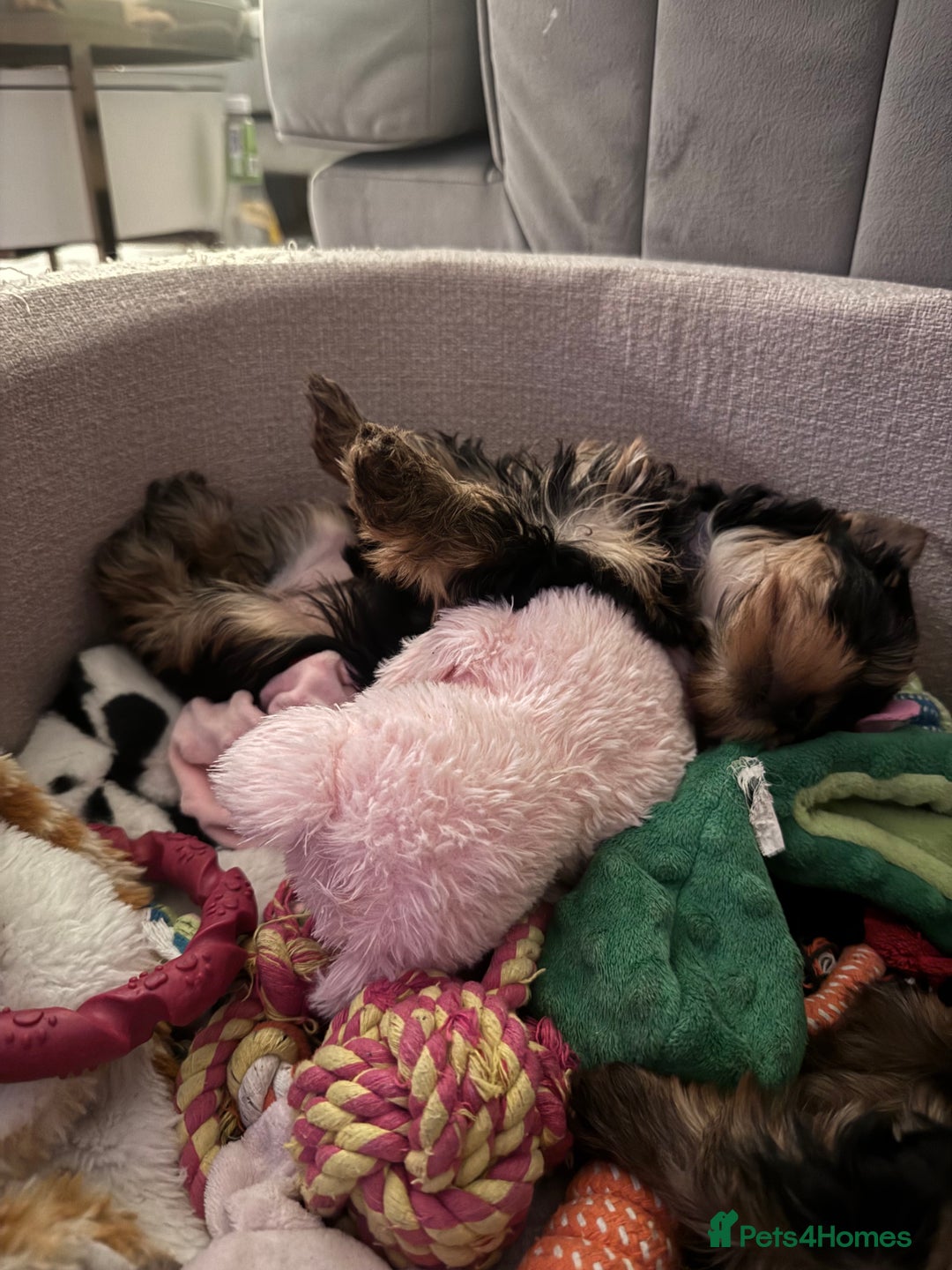 Yorkshire Terrier dogs for sale: Last girl ready🥰 Pedigree Yorkshire Terrier Puppy - Image 20