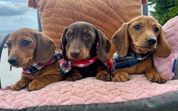 Miniature Dachshund dogs for sale: BEAUTIFUL KC REG & PRA CLEAR MINIS - 0% inbreeding - Image 4