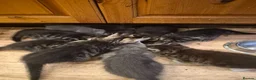 Mixed Breed cats for sale: Lots of lovely sociable kittens - Advert 11