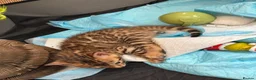 Bengal cats for sale: Beautiful Bengal Kittens – Ready Soon 🐾 - Advert 2