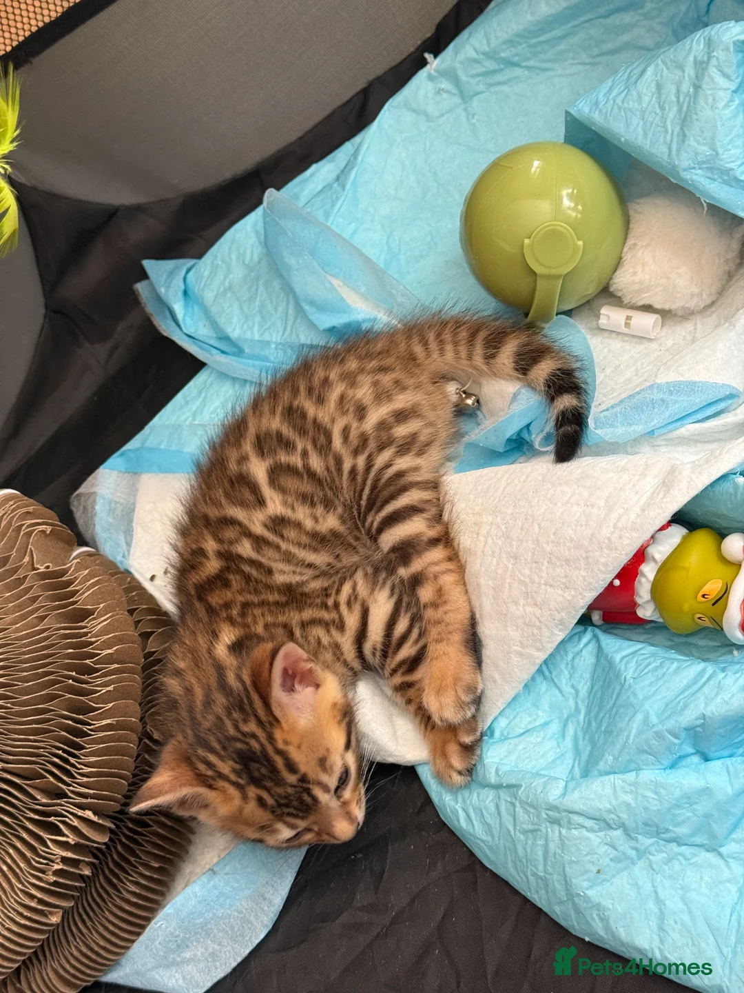 Bengal cats for sale: Beautiful Bengal Kittens – Ready Soon 🐾 - Advert 2