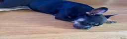 French Bulldog dogs for sale: Raven  - Advert 2