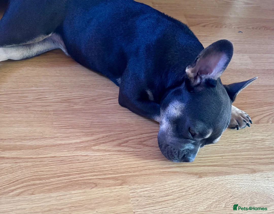 French Bulldog dogs for sale: Raven  - Advert 2