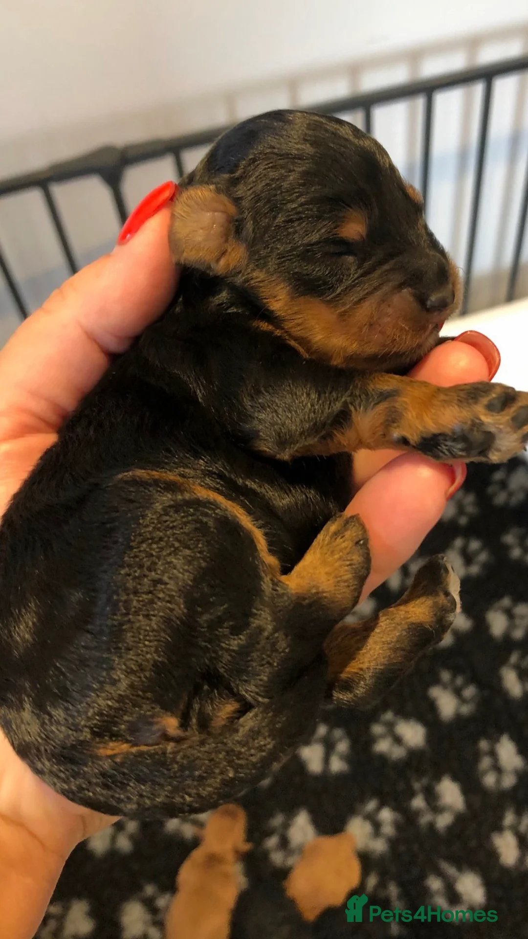 Toy Poodle dogs for stud: Proven Toy Poodle For Stud in Canterbury - Advert 5