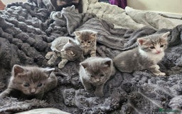 Mixed Breed cats for sale: My little bundle of joy  - Image 1