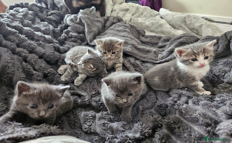 Mixed Breed cats - Advert 1