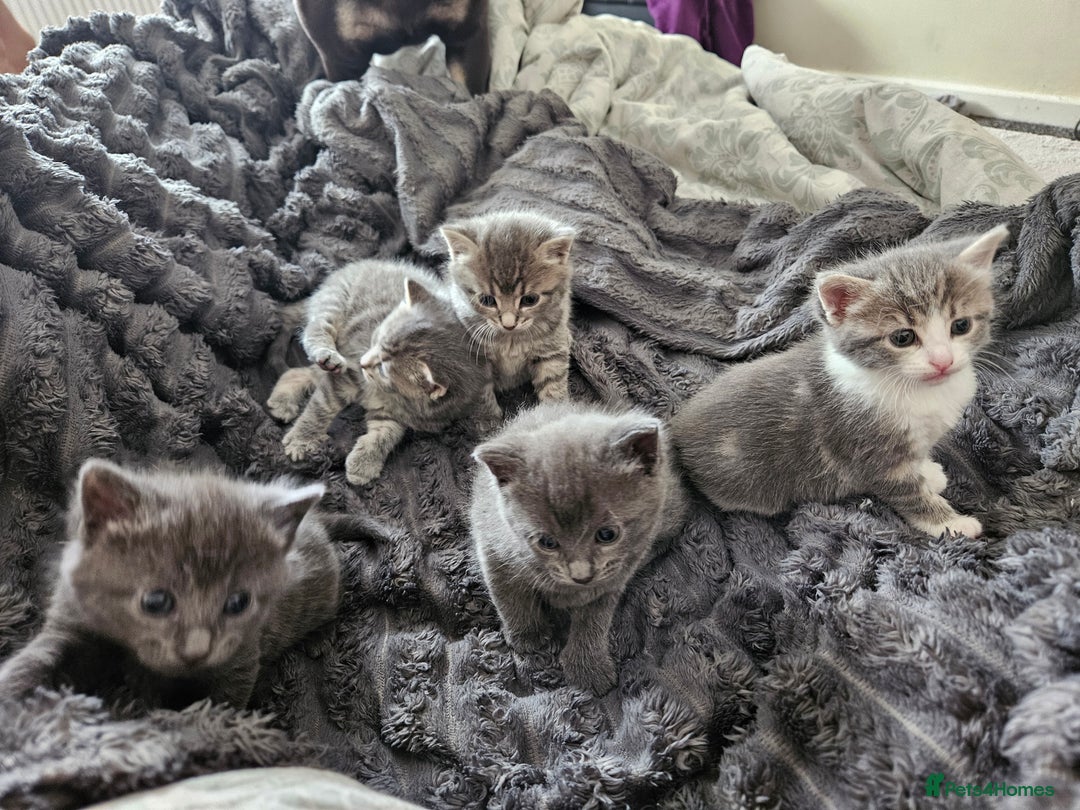 Mixed Breed cats for sale: My little bundle of joy  - Image 1
