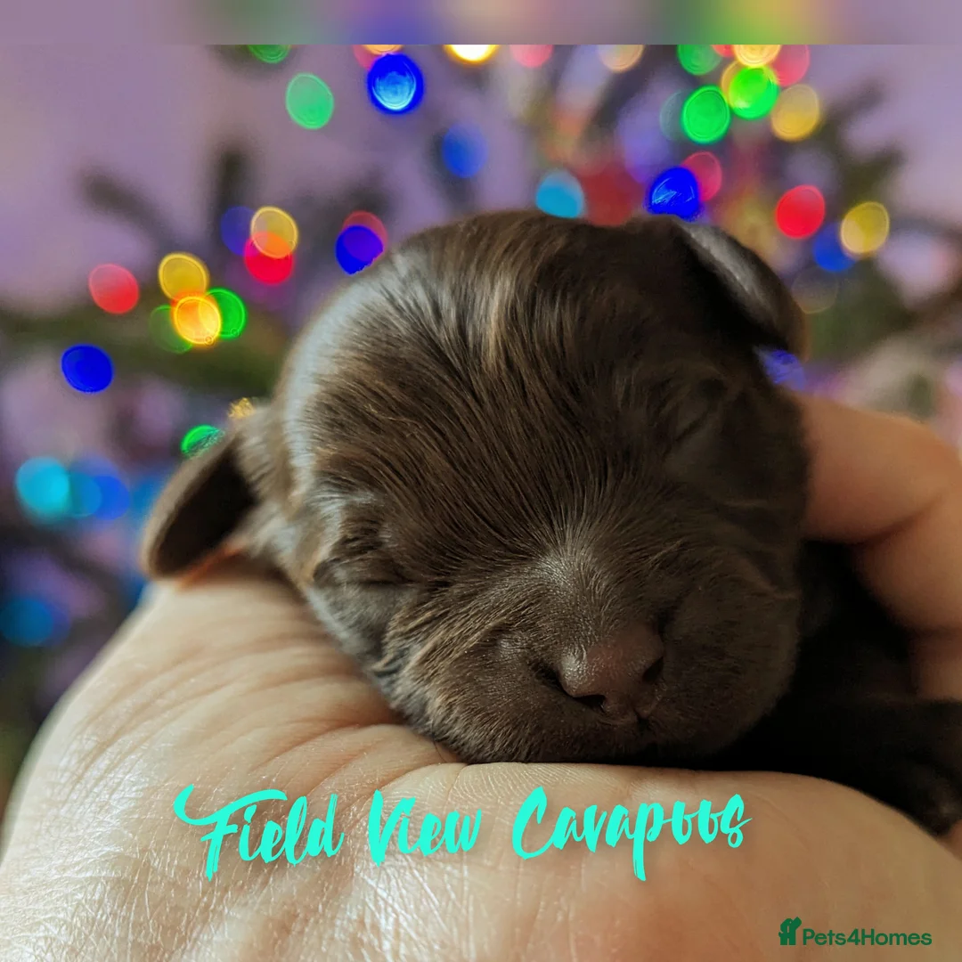 Miniature Poodle dogs for stud: Imported Brown Miniature Poodle & Cavalier Studs in Sutton Coldfield - Advert 22