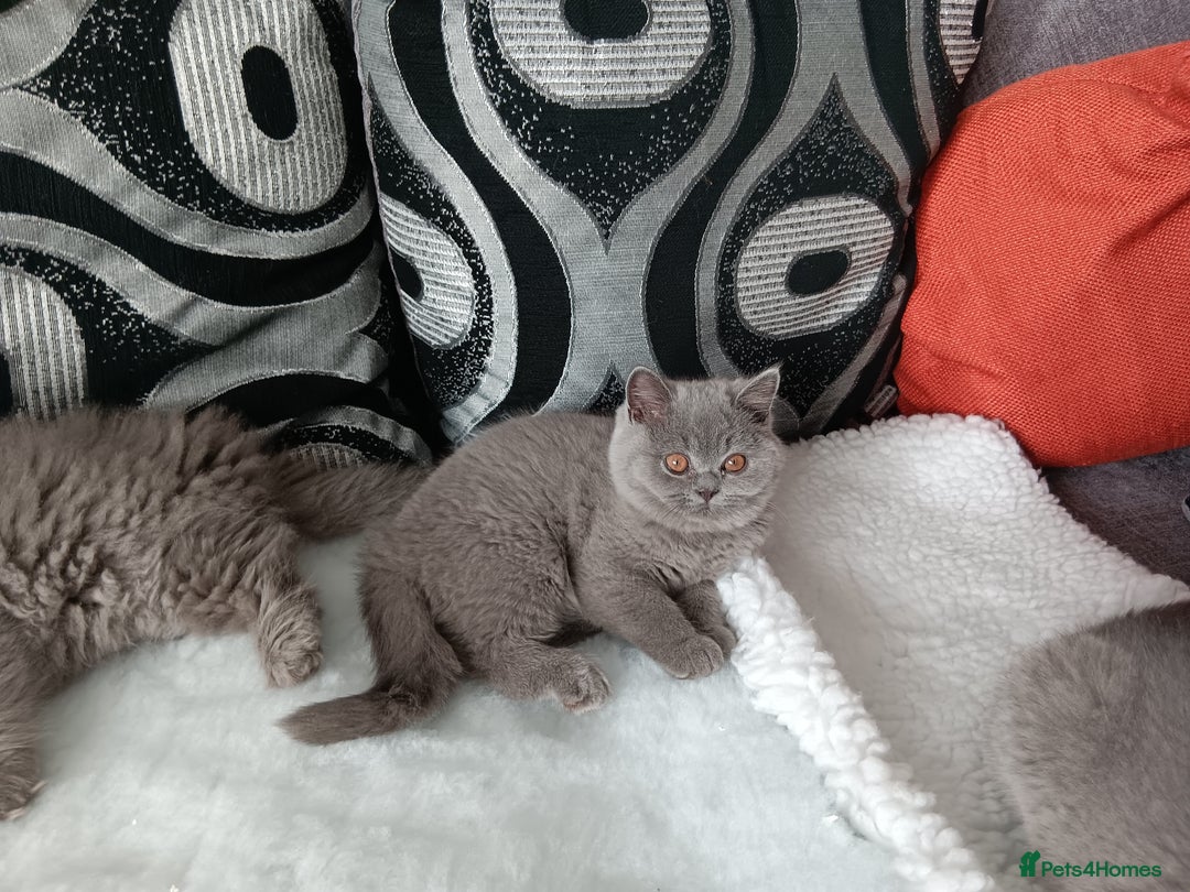 British Shorthair cats for sale: British shorthairs from  champion  line's  - Image 2