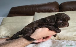 Cockapoo dogs for sale: F1 Cockapoo Puppies. Thick Coats. DNA tested - Image 22
