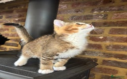 Mixed Breed cats for sale: 12 kittens 3 litters ready to reserve in St Albans - Image 14