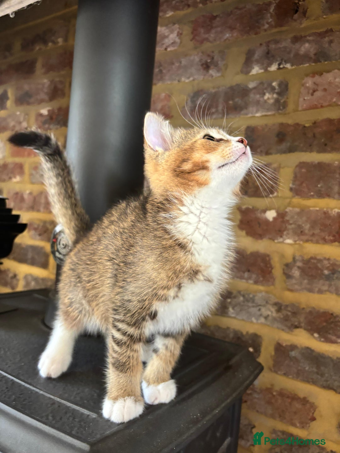 Mixed Breed cats for sale: 12 kittens 3 litters ready to reserve in St Albans - Image 14