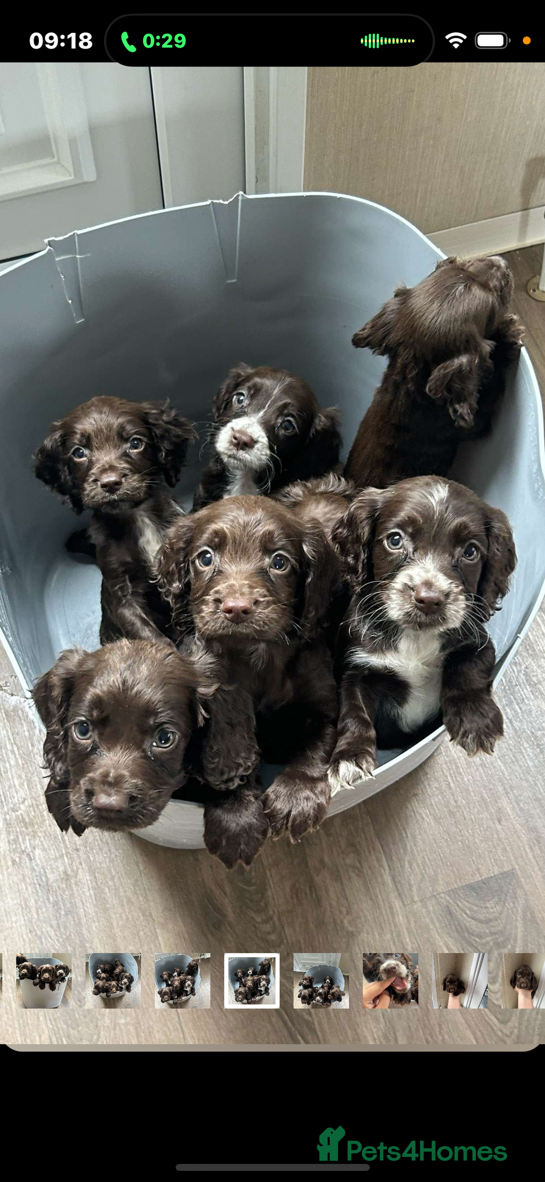 Cocker Spaniel dogs for sale: Cocker spaniel  - Image 7