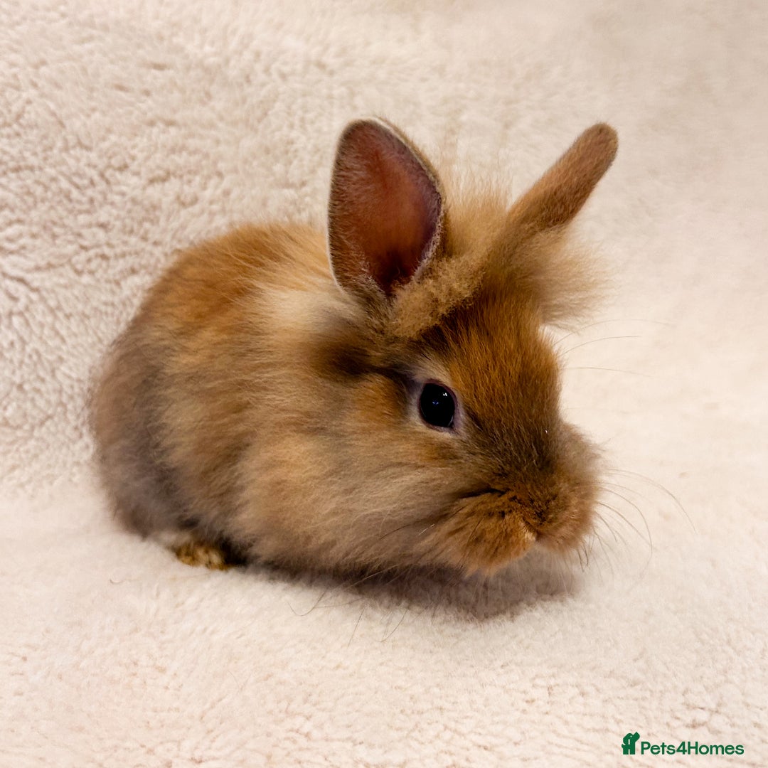 Lionhead rabbits for sale: Lionhead rabbits. 2 remaining. - Advert 2