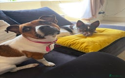 Jack Russell dogs for sale: Jack Russell puppies - Advert 2