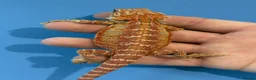 Bearded Dragon reptiles for sale: 💥💥💥Baby Dragons! WEEKEND SPECIAL £150 💥💥💥 - Advert 15