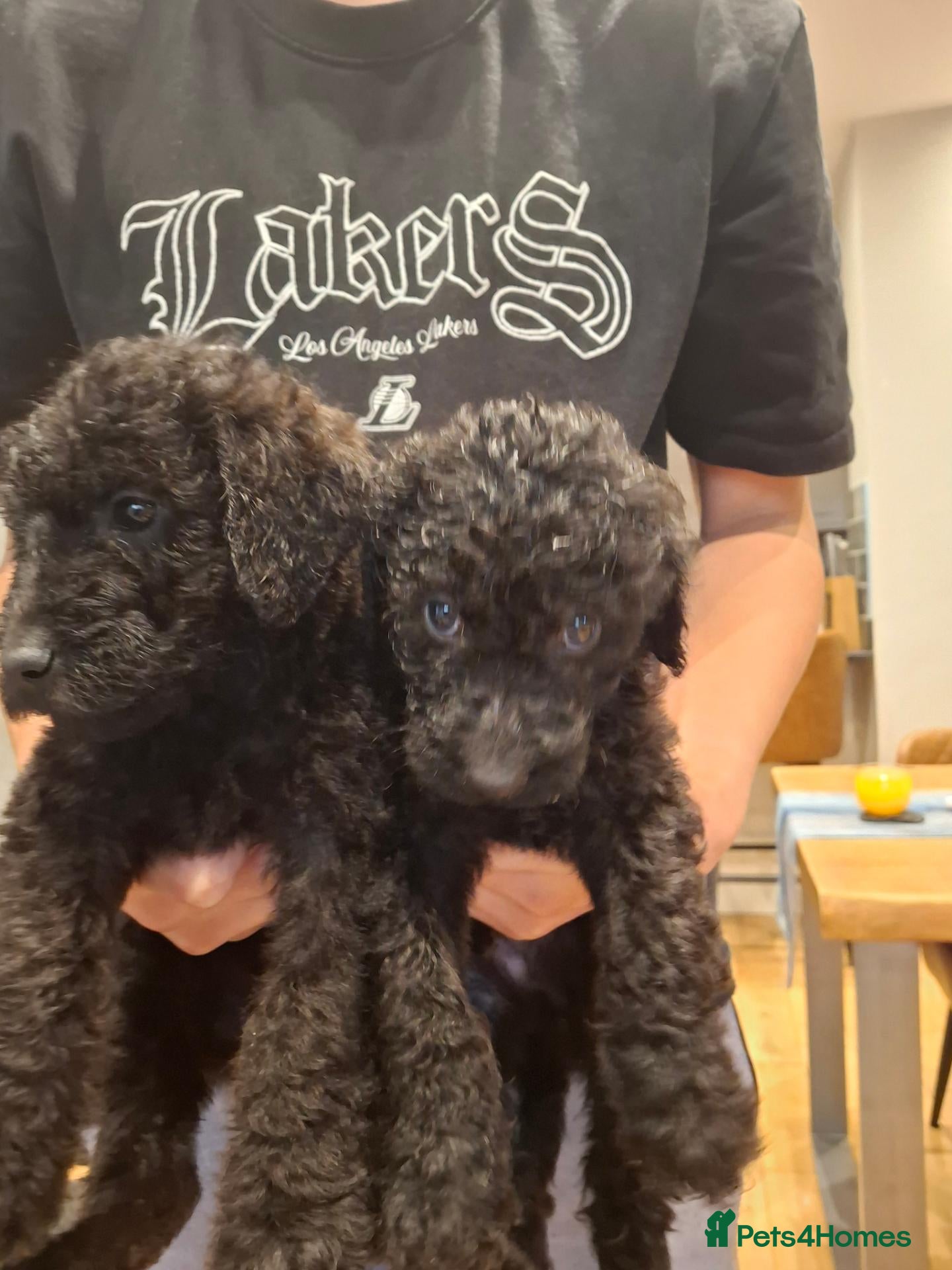 Labradoodle dogs 🐾 Premium Health Tested Labradoodle Puppies - Advert 1