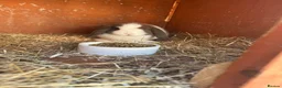 Mini Lop rabbits for sale: Pure Mini lop babies - Advert 4