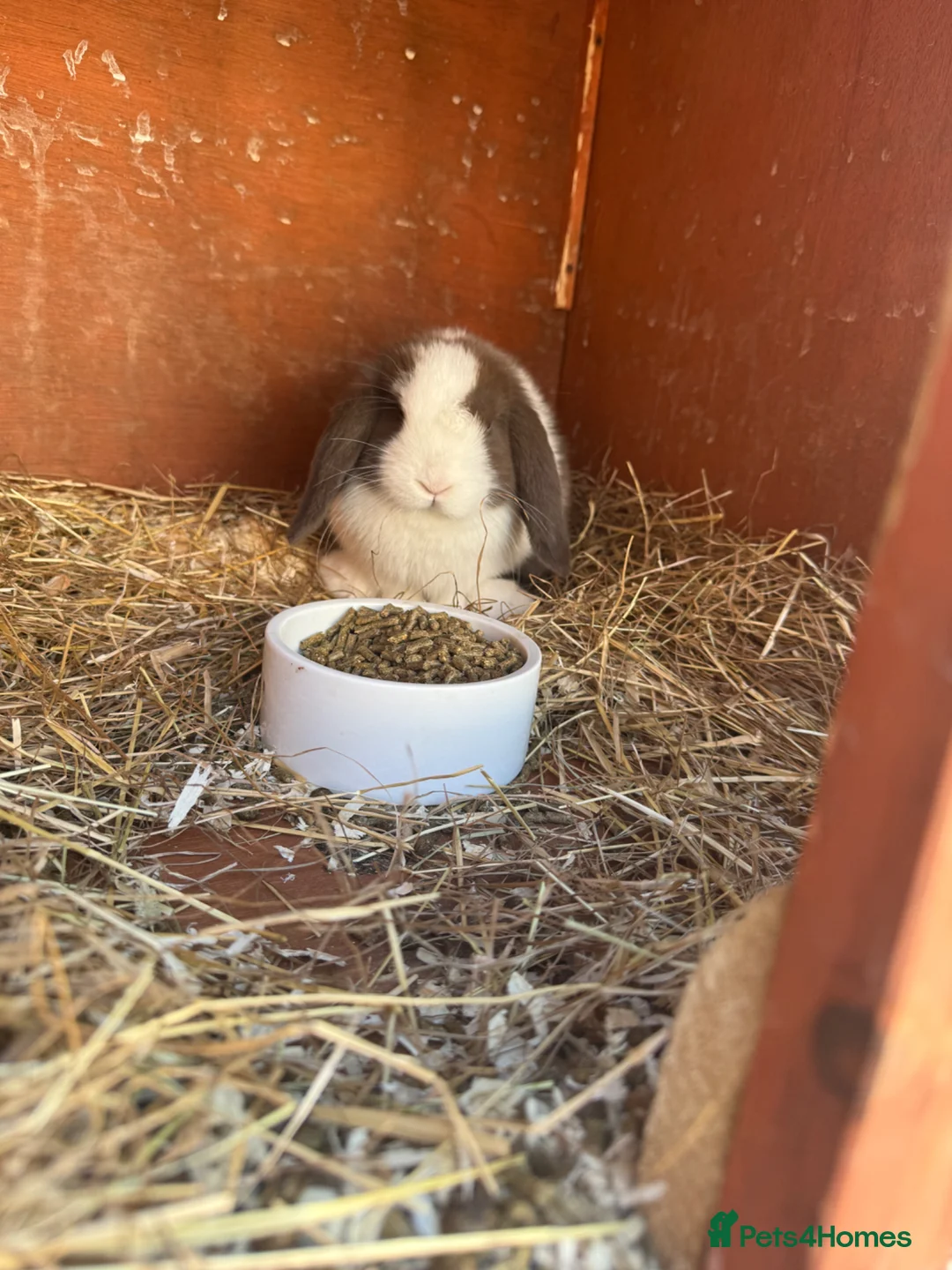 Mini Lop rabbits for sale: Pure Mini lop babies - Advert 4