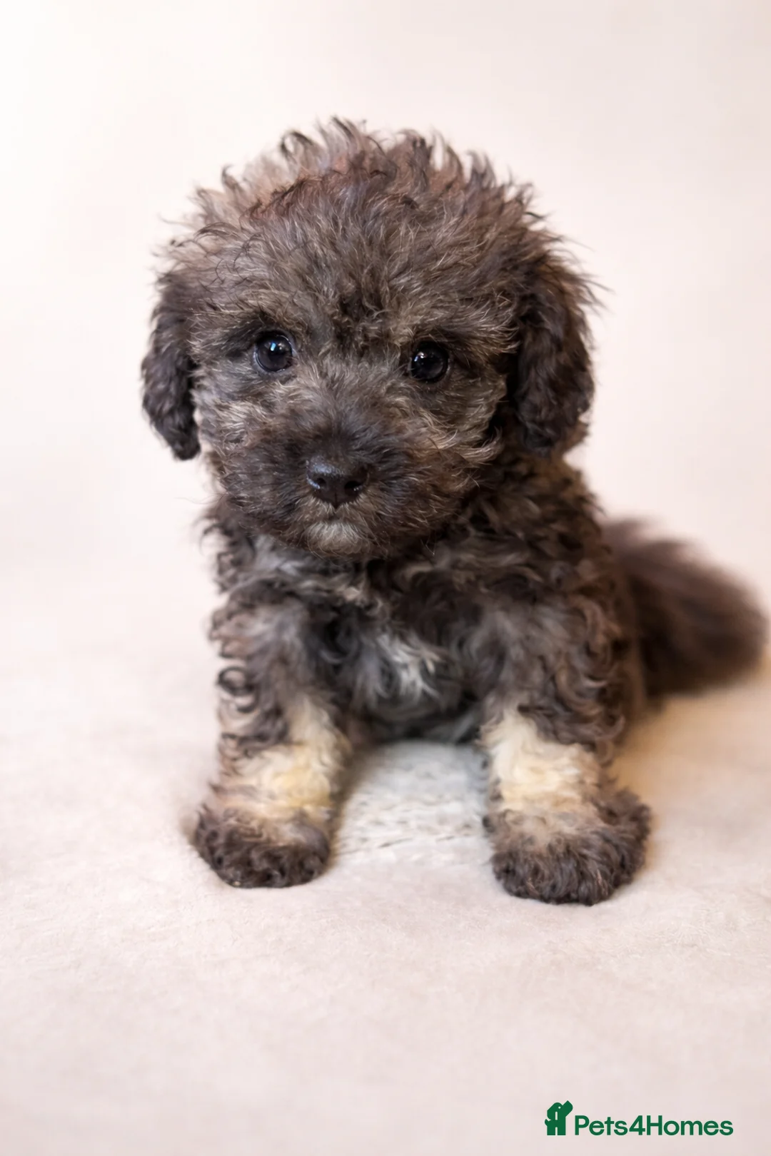 Schnoodle dogs for sale: One Last Male Rare Toy Schnoodle - Advert 2