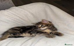 Domestic Shorthair cats for sale: 2 little kittens looking for thier forever home - Image 8