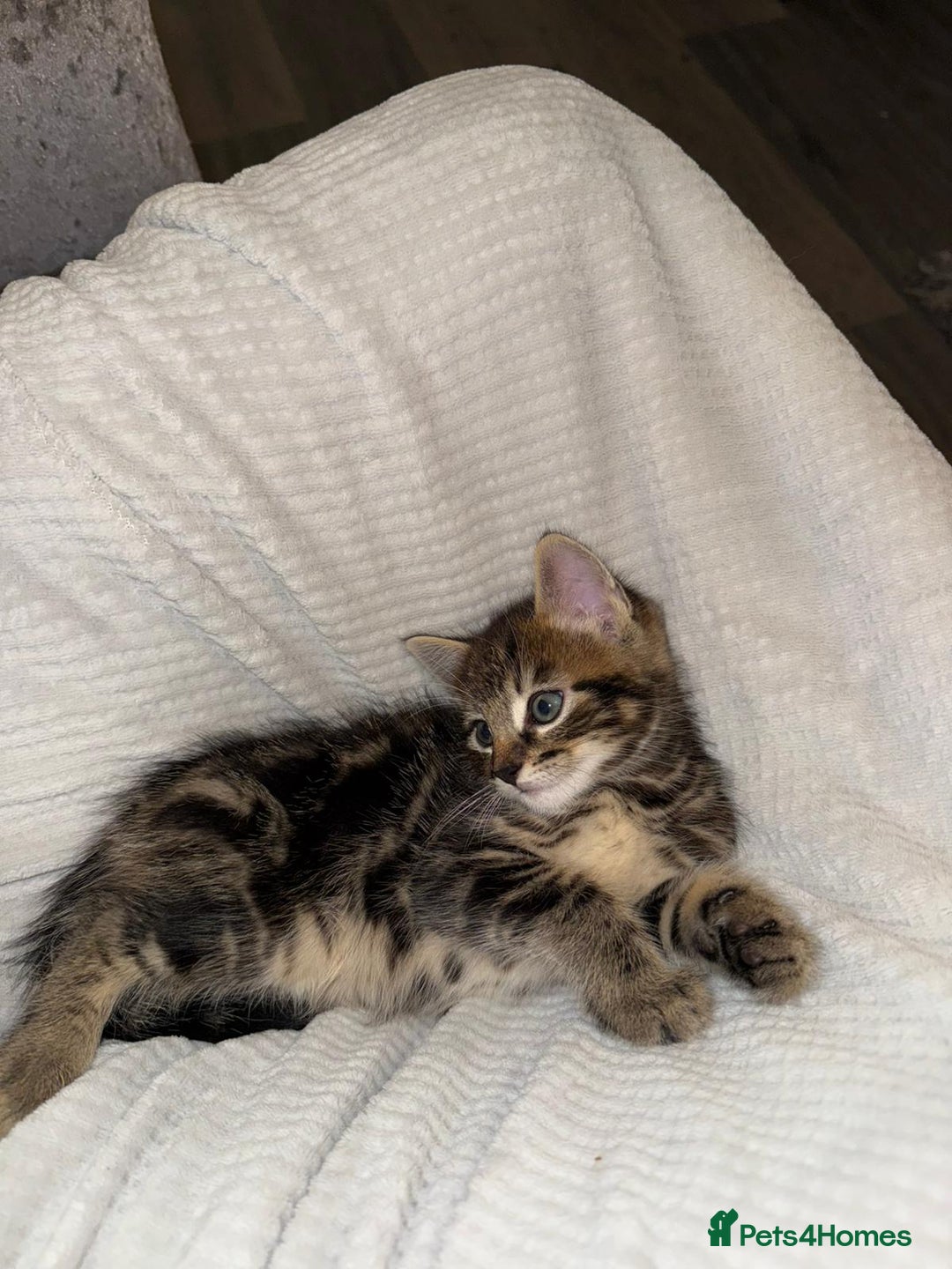 Domestic Shorthair cats for sale: 2 little kittens looking for thier forever home - Image 8