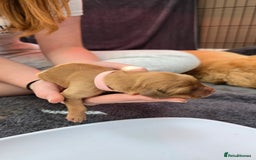 Golden Retriever dogs for sale: 9 Golden Retriever Pups - Image 15