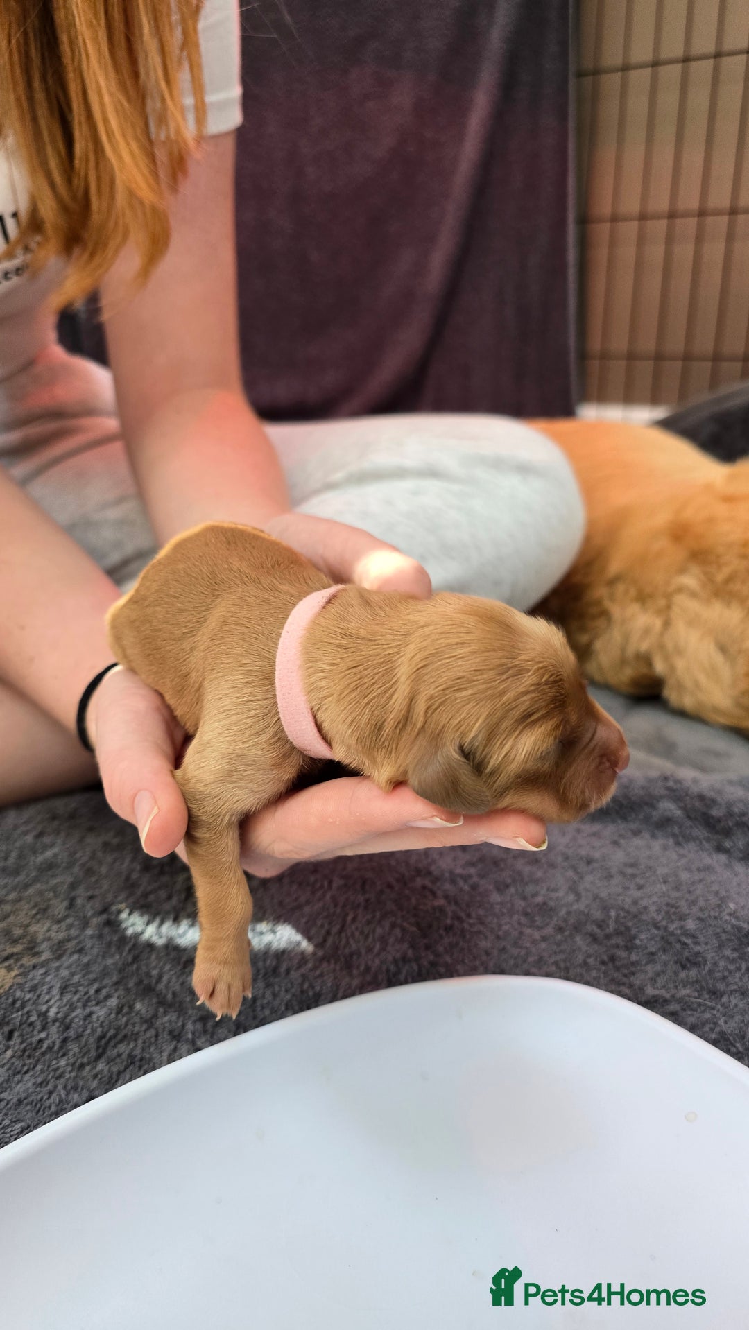 Golden Retriever dogs for sale: 9 Golden Retriever Pups - Image 15
