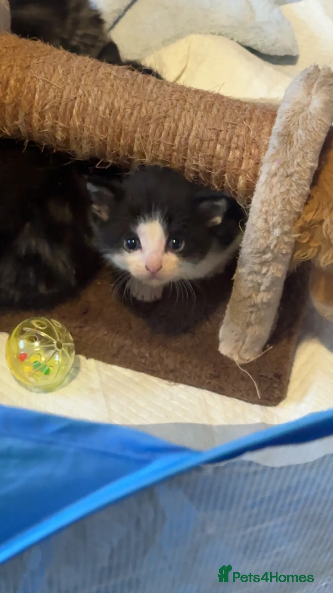 Mixed Breed cats for sale: Two beautiful boys for sale - Advert 5