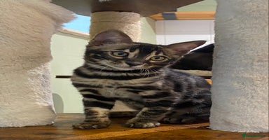 Bengal cats - Advert 5