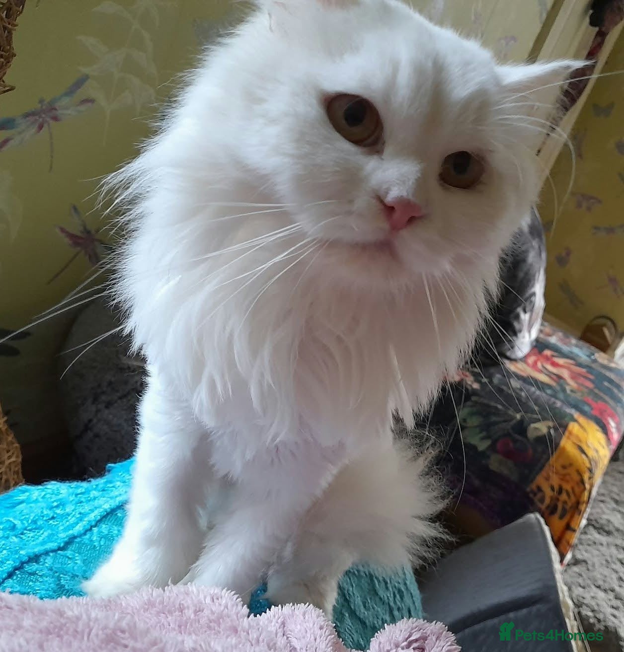 Mixed Breed cats Playful Jazz seeks a loving, forever home. - Advert 1