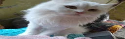 Mixed Breed cats for sale: Playful Jazz seeks a loving, forever home. in Huntingdon - Advert 1