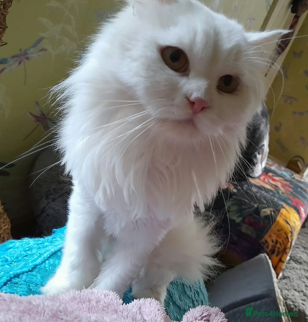 Mixed Breed cats for sale: Playful Jazz seeks a loving, forever home. in Huntingdon - Advert 1