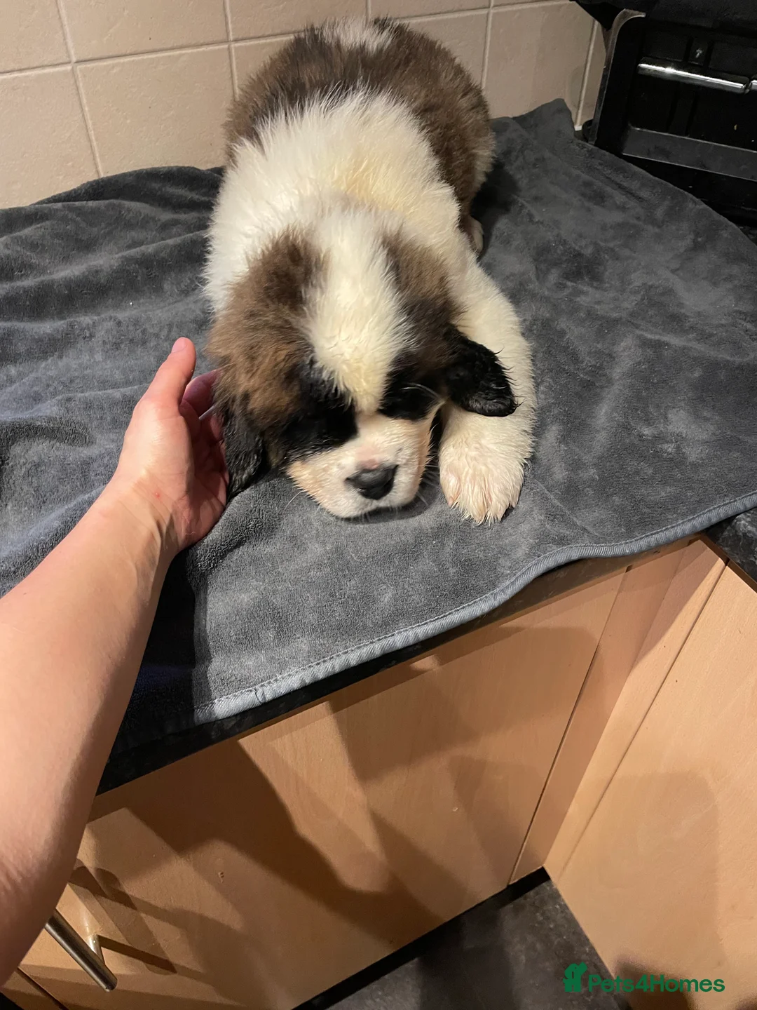 Saint Bernard dogs for sale: KC Saint Bernard Puppies READY TO LEAVE NOW!   - Advert 2