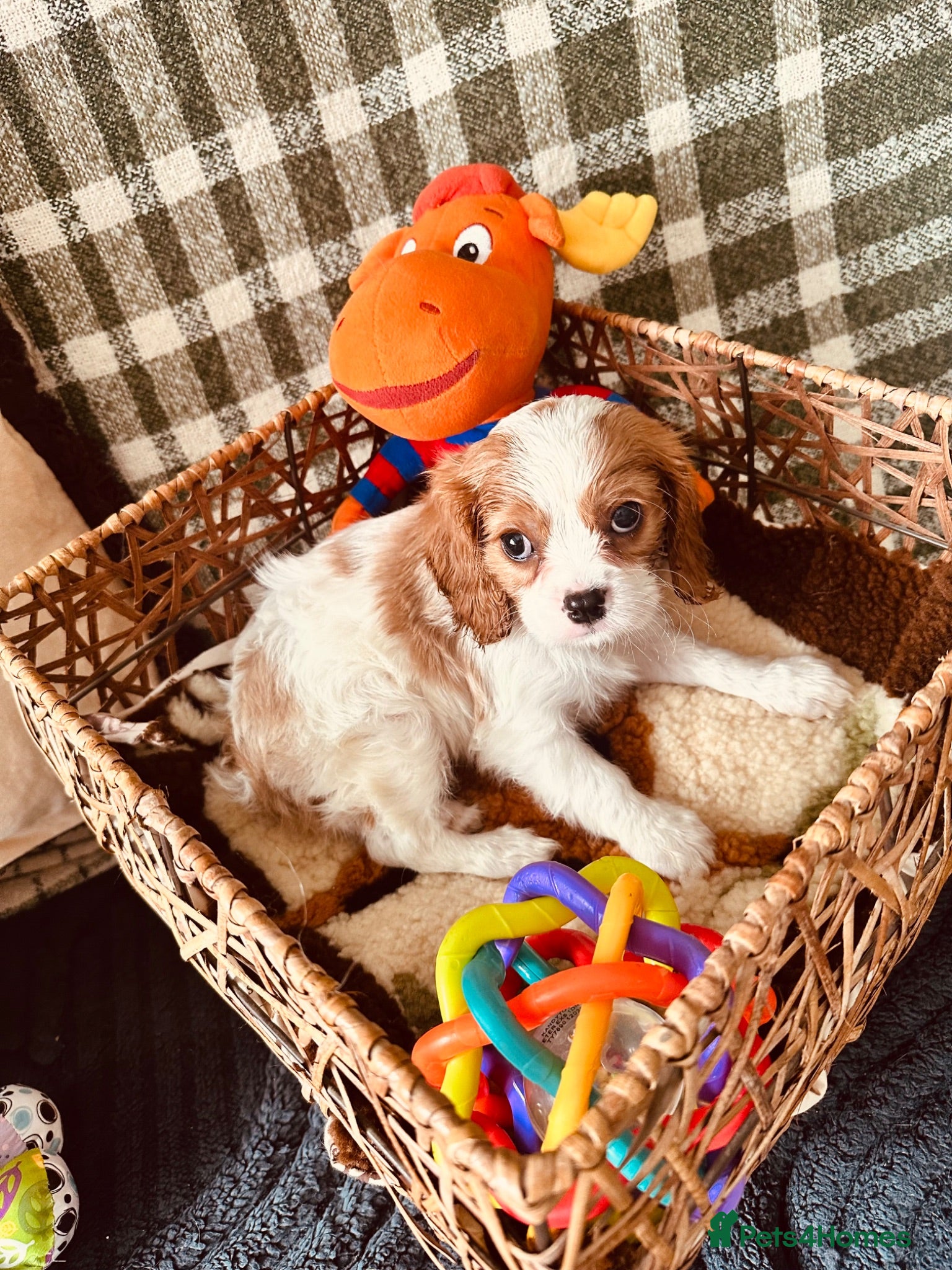 Cavalier King Charles Spaniel dogs FULLY vet health checked 1stJuly ALL PASSED  - Advert 5