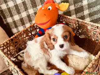 Cavalier King Charles Spaniel dogs FULLY vet health checked 1stJuly ALL PASSED - Advert 5