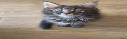 Maine Coon cats for sale: Maine coon kittens Ready Now - Advert 5