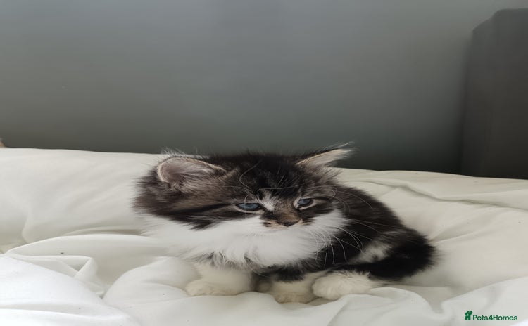 Mixed Breed cats - Advert 1