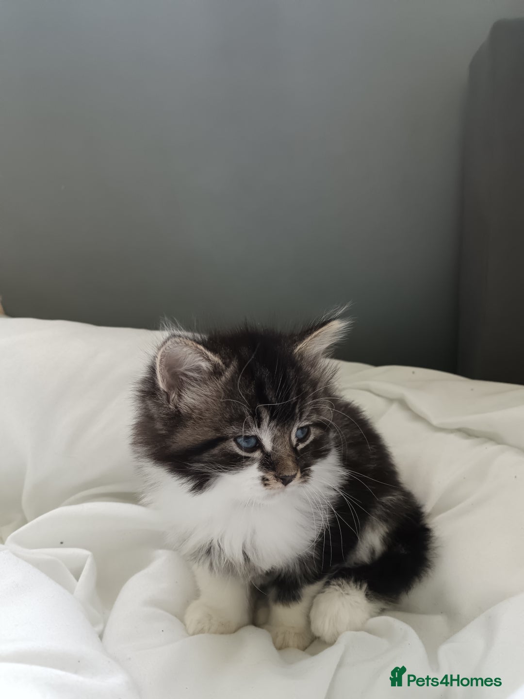 Mixed Breed cats for sale: Kittens  - Image 1