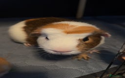 Guinea Pig rodents for sale: 2 male guinea pigs for sale  - Image 3