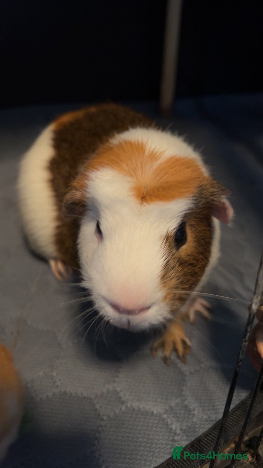Guinea Pig rodents for sale: 2 male guinea pigs for sale  - Image 3