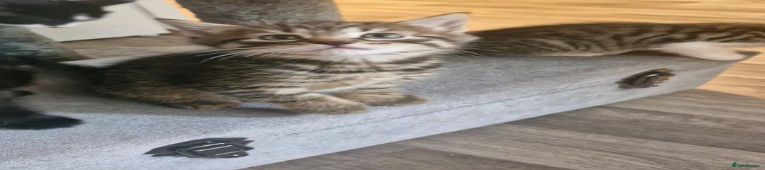 Mixed Breed Kitten 1