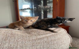Mixed Breed cats for sale: Beautiful little kittens - Image 5