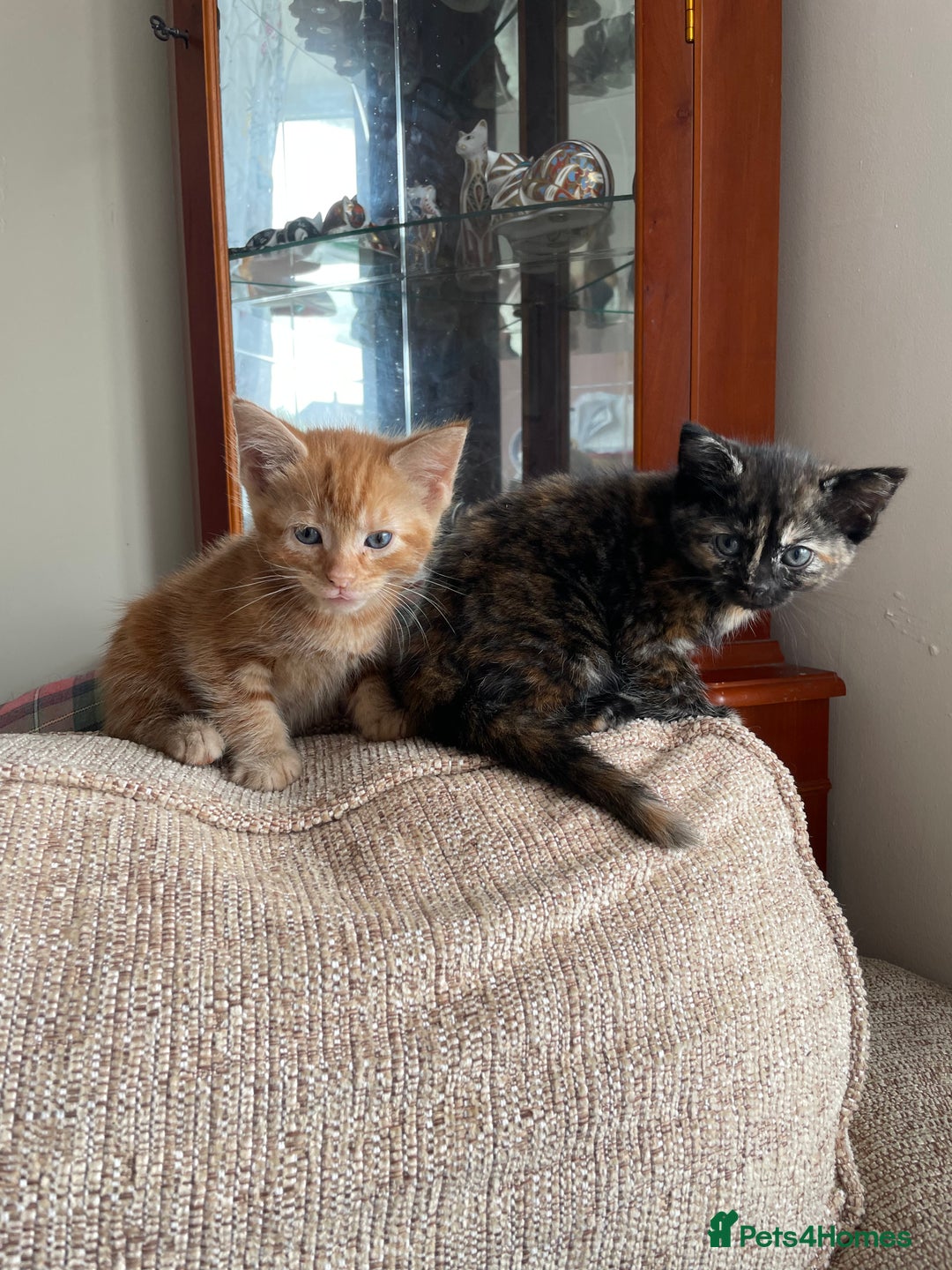 Mixed Breed cats for sale: Beautiful little kittens - Image 5