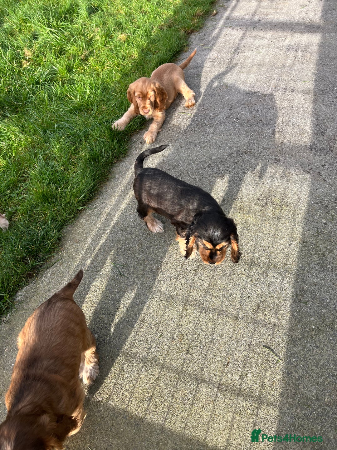 Cocker Spaniel dogs for sale: Health tested KC reg low co eff show type cockers - Advert 21