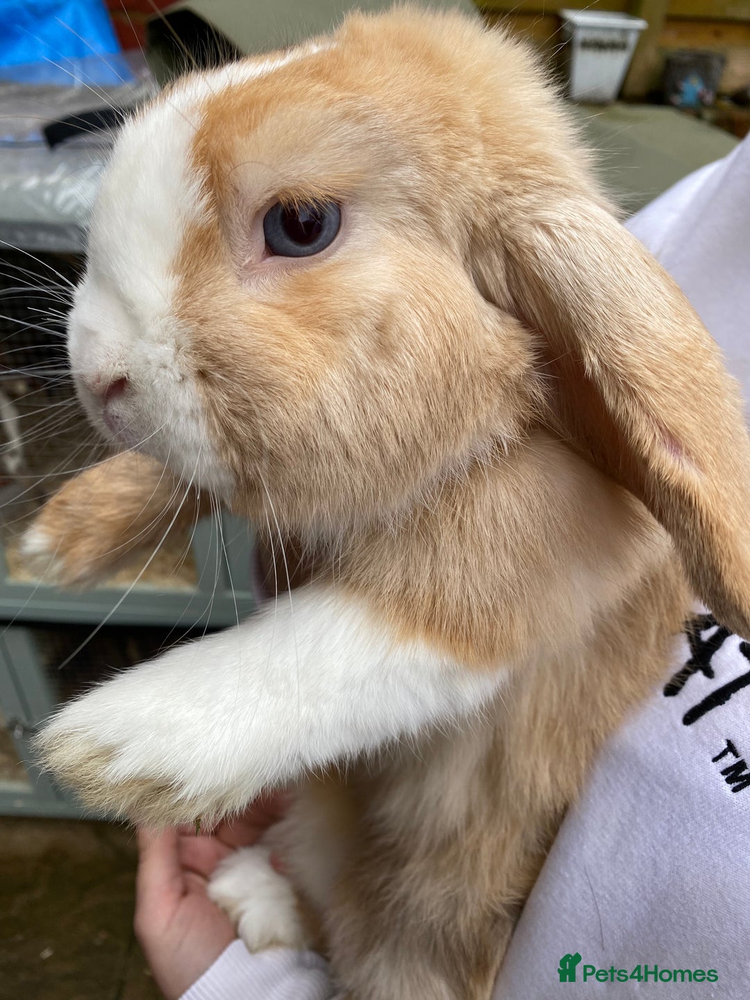 Mini Lop rabbits for sale: Mini Lop Buck  - Advert 13